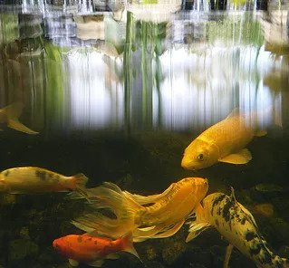 Water Garden Ponds
